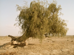 Tree in the Thar